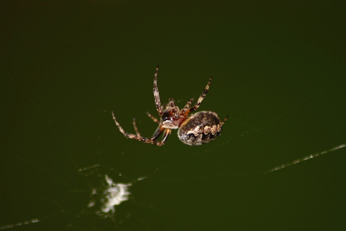 Larinioides cfr suspicax